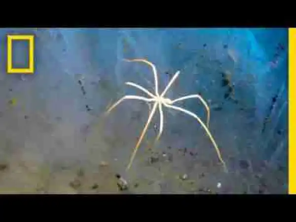 Video: These Sea Spiders 